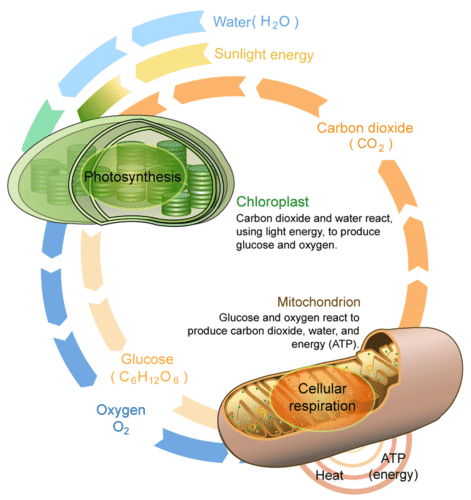 Water(H20) Sunlight energy Carbon dioxide (CO2) Photosynthesis Chloroplast Carbon dioxide and water react, using light energy