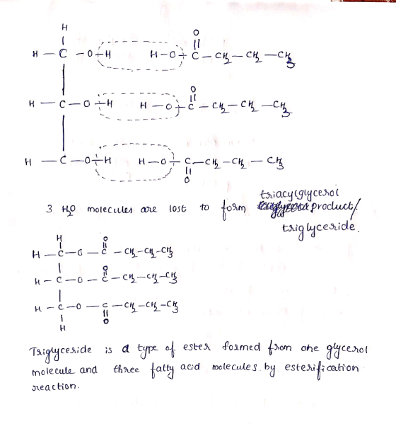 H - C -0+H H- -otc- chy- CH - Ch H-c-oth ------- H otc-ch-ch-Ch H -C-oth H-O CCH-CH2 - CH2 to form triacylglycerol exiglyceco