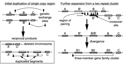 Initial duplication of single copy region Further expansion from a two repeat cluster B B с B genetic exchange sites B 10 A