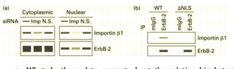 Cytoplasmic Nuclear IP | |--| Importin β1 Importin B1 ErbB-2 ErbB-2