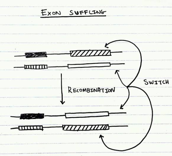 EXON SUFFLING SWITCH RECOMBINATION
