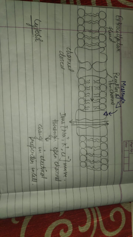 Page No. Date Messenger Extracultatar Fluid Receptor & Zion channel 000 ) 2 ) SSS y #372 INUR 1822 511 channel closed Jous [