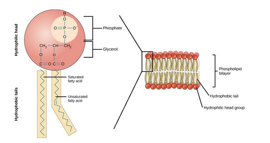 Phosphate CH2 CH CH2 O C Glycerol LPhospholipid bilayer Saturated fatty acid Hydrophobic tail Unsnurated tatty acid Hydrophil