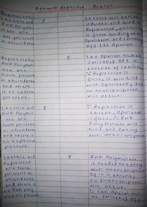 Activared Repressed Reason ke prerror Lactose and RNA Polymer More are al pruent in abund one Lactose will act as inducer and