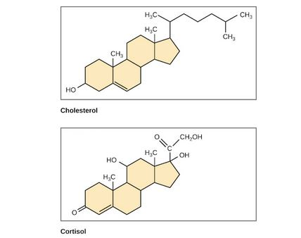 н,с CH3 н,с CH3 CH3 но Cholesterol он но Cortisol