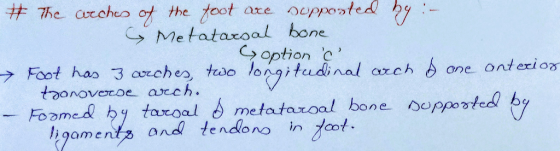 → Metatarsal bone C option ,on-gitu di r al ラFootん 3 oor ches, tao arch b one ord e cl 075 ligomern