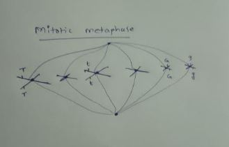 mitotic metaphase