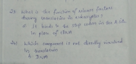 What is the function of release factors during translation in eukaryotes? a. It binds to the stop codon in the A site in plac