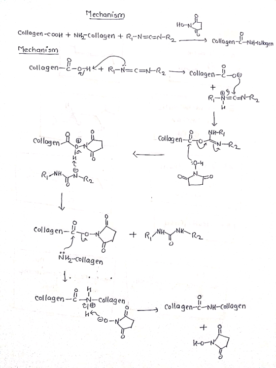 Mechanism Но-N Collagen-cooH + N-Collagen + R-N=c=N-R2 Collagen--NHollogen Mechanism Collagen Collagen-E-07HK R-N=c=NR2 RCNR