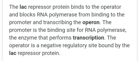 The lac repressor protein binds to the operator and blocks RNA polymerase from binding to the promoter and transcribing the o