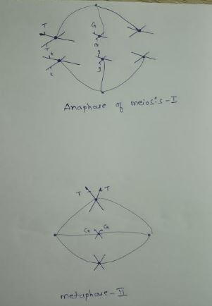 henta Anaphore of meiosis - I X metaphore - I