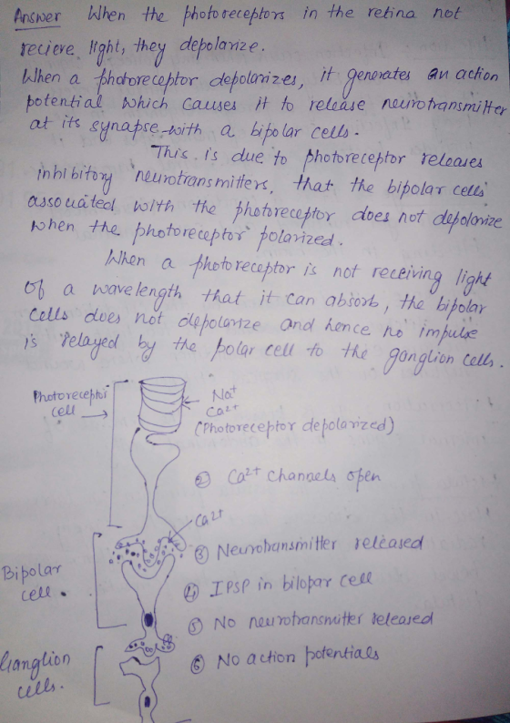 Ancwer When the photo teceptorx in the rehina not tecieve Itght, they depolaviz e When a phatore ceptor depolanizes, it genonates an achon potential which causes it to relaăse nauvo transmiHer at its synapse-koith a hipir cells This. Is due to photoretepfor reloases tnhi bitoy neurotrans mitfers, that the bipolar cetts auso ua teol bolth the phobrecepfor dves not debolorize 卜0 hen thL photo receptor tolavized. Ahen a photo receptor is not receiving light a wave length hat it Can abso, ha bijolar Cells dves not oleholaize and hence im felonged by the }olar Cell to the Janguion cell Nlot CO Photorecebbr CPhotoreceptor de pola vized) Ca bibolar cell、 O No neurobansnater leteased No a ction bafentials 0o anation)