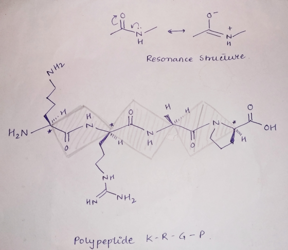 IZ: + Zs Resonance structure NH2 1 N * H₂N OH ZI ALILI H NH HN WH Polypeptide K-R-G-P.
