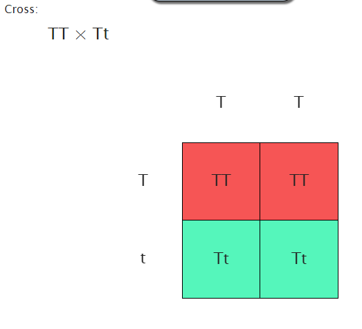 Cross: TT X Tt IT TTTT TtTt