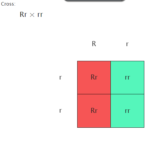 Cross: Rr x rr Rr.