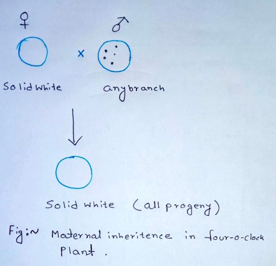 ot Х Solid White any branch U Solid white Call progeny) Figin in four-o-clock Maternal inheritence Plant