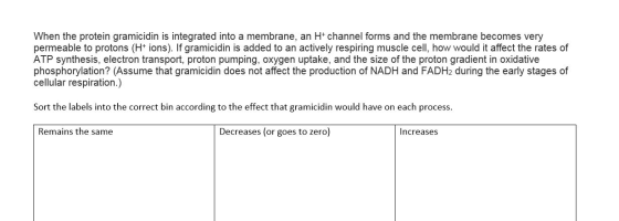 When the protein gramicidin is integrated into a membrane, an H+ channel forms and the membrane becomes very permeable to pro
