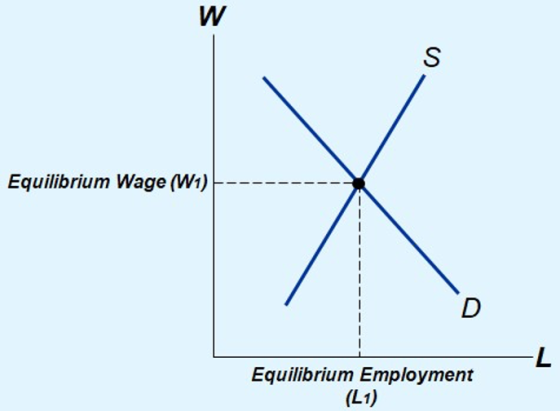 Equilibrium Wage ( W1) Equilibrium Employment (L1)