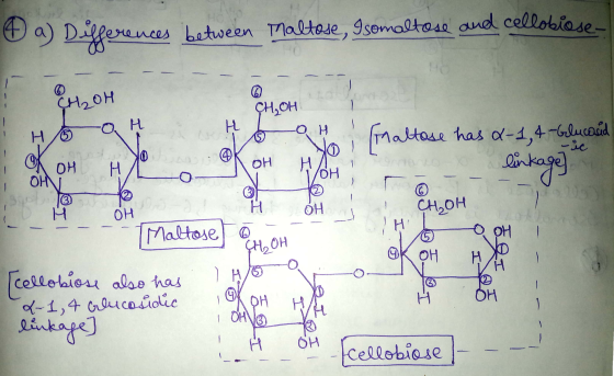 & a) Differences ces between Maltose, Isomaltose and cellobiose- Oui OH 1 H oH CH.CH who oth Maltose has 2-1, 4-Glucosid ----