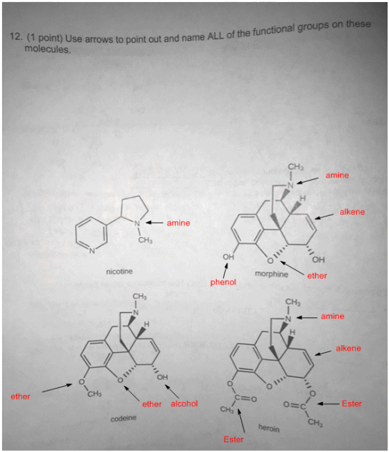 12. (1 point) Use arrows to point out and name ALL of the functional groups on these molecules. Cн amine alkene amine CH3 O m