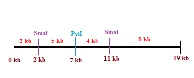 Smal Smal Pst 2 kb 5 kb4 kb 8 kb oko 2 kb 7h 11 kb 19 kb