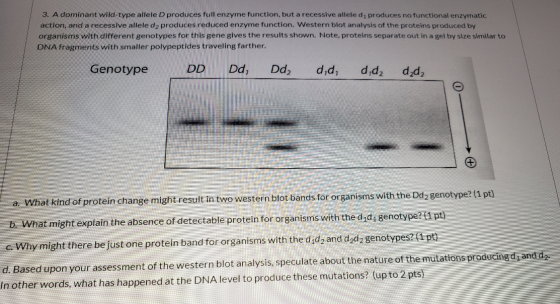 3. A dominant wild-type allele D produces full enzyme function, but a recessive alleled, produces no functional enzymatic act