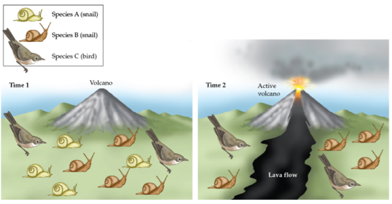 Species A (snail) Species B (snail) Species C (bird) Time 1 Volcano Time 2 Active volcano Lava flow