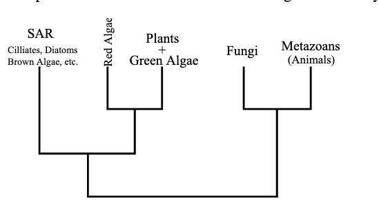 SAR Cilliates, Diatoms Brown Algae, etc. -Red Algae Plants + Green Algae Fungi Metazoans (Animals)