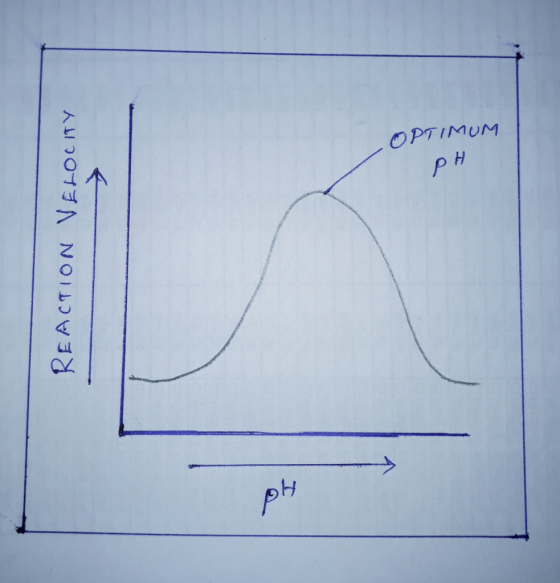 OPTIMUM pH pH REACTION VELOCITY