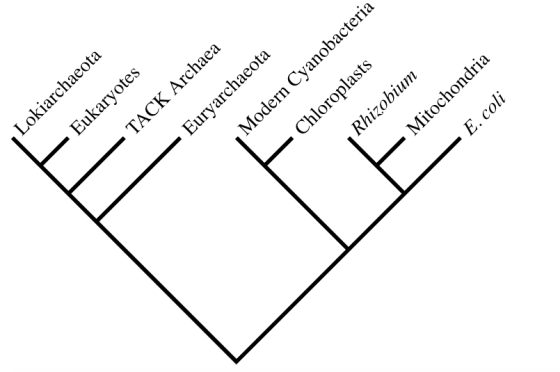 – Eukaryotes Modern Cyanobacteria Lokiarchaeota Euryarchaeota Chloroplasts - TACK Archaea Rhizobium - Mitochondria - E.coli