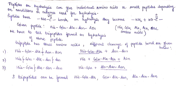 on hydrolysis they become - NH + Hol hydrolysis i en can on give individual amino acids as small peptides depending condition