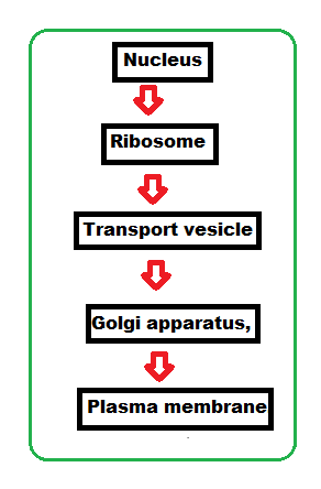 Nucleus Ribosome Transport vesicle Golgi apparatus, Plasma membrane