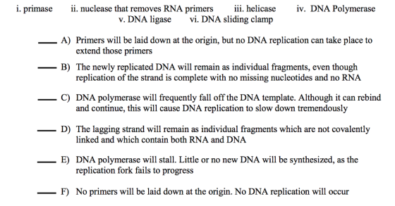v. DNA ligase vi. DNA sliding clamp A) Primers will be laid down at the origin, but no DNA replication can take place to extend those primers replication of the strand is complete with no missing nucleotides and no RNA DNA polymerase will frequently fall off the DNA template. Although it can rebind B) The newly replicated DNA will remain as individual fragments, even though C) and continue, this will cause DNA replication to slow down tremendously D) The lagging strand will remain as individual fragments which are not covalently linked and which contain both RNA and DNA E) DNA polymerase will stall. Little or no new DNA will be synthesized, as the replication fork fails to progress FNo primers will be laid down at the origin. No DNA replication will occur
