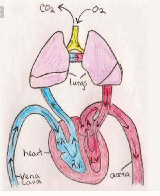coaぐ on lu heart arta ena v OA