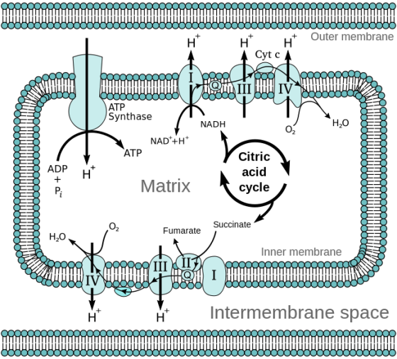 +Outer membrane ATP Synthase 5 NADH H2O NAD+H ATP citric acid cycle ADP Matrix Succinate Fumarate H2o Inner membrane Intermem