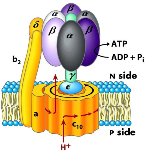 B A α 8 B B α ATP b2 ADP + Pi N side Υ E RUN scuri US a C10 p00000 P side H+