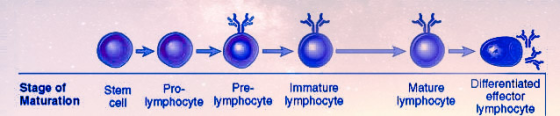Stage of Maturation Stem cell Pro- Pre Immature lymphocyte lymphocyte lymphocyte Mature lymphocyte Differentiated effector ly