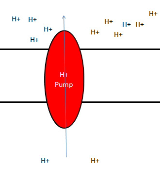 H+ H+ H+ H+ H+ H+ H+ H+ H+ H+ Pump H+ H+