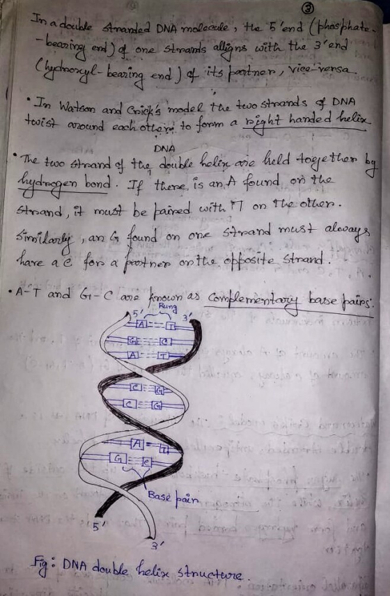 で1-beaning end) its hontner /Vee-verso, azound cash ottew to form a ciht handed DNA me held togretto OLL en bond Ty thare Tis
