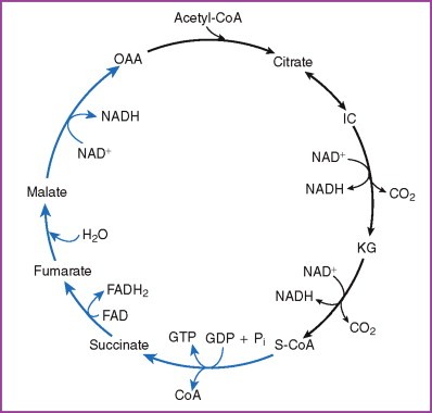 Image result for products of citric acid cycle