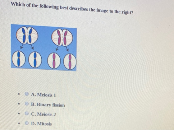Which of the following best describes the image to the right? A. Meiosis 1 B. Binary fission C. Meiosis 2 • • O D. Mitosis