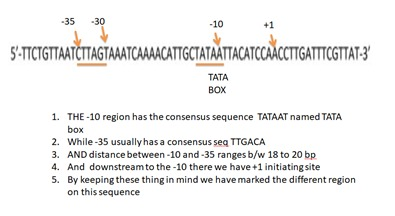 -35 -30 -10 +1 S-TCTGITAATTAGTALATCAACATTGCTATĂWITACATCCAŁCTGATTICCITAT: TATA BOX 1. THE-10 region has the consensus sequence