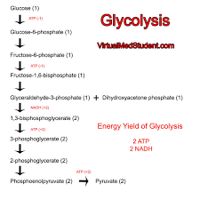 Giu-ray (1) Glucophospha (1) Glycolysis Virtualidtudent.com Fru -B-phosphate (1) Fructose-1.6-bisphosphate (1) Gya y de-3-pho