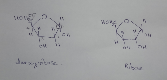 HOHOS , OH 4 Кння носон он н он он deoxyribose. Ribose