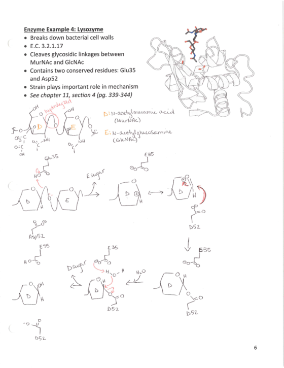 Enzyme Example 4: Lysozyme Breaks down bacterial cell walls Е.С. 3.2.1.17 Cleaves glycosidic linkages between MurNAc and GlcNAC Contains two conserved residues: Glu35 and Asp52 Strain plays important role in mechanism See chapter 11, section 4 (pg. 339-344) muramc acid (MurdAc) CGICNAC E35 D52 Asp52 ES5 35 635 D52 D52 052