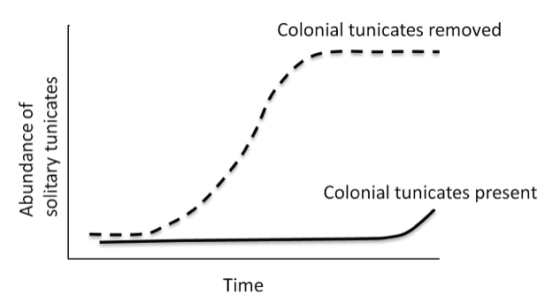 Colonial tunicates removed Abundance of solitary tunicates Colonial tunicates present Time