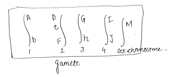 F) In Ź 3 Gamete IF IM J 4 sex chronosome.