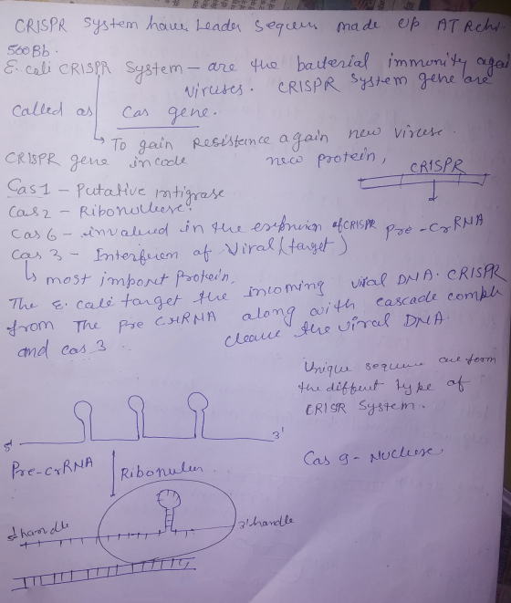 किय बिन थी। मन de 2 CRISPR system have Leader sequens made up ATRehr! 500 Bb & cali CRISPR system - are the bacterial immonit