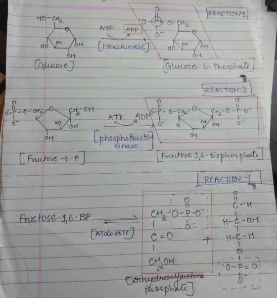 HO-CH2 TREACTION 1 ATP ADP [Herokinase) HONOM /OH (Guicose OH no ou for OH Glucose -6- Phosphate) REACTION-3 -O-CH₂O CH-04 AT