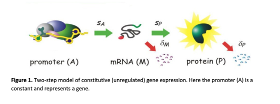 OM promoter (A) mRNA (M) protein (P) Figure 1. Two-step model of constitutive (unregulated) gene expression. Here the promote
